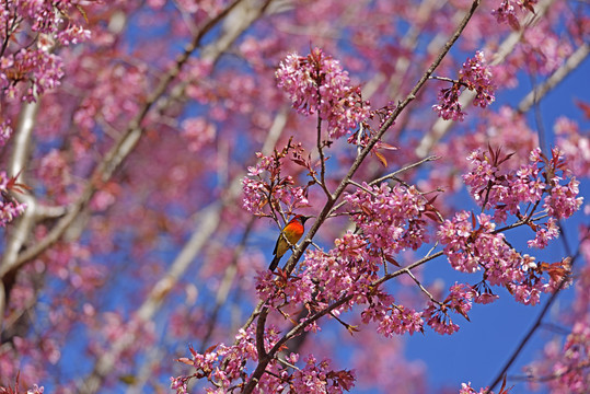 樱花树上的太阳鸟
