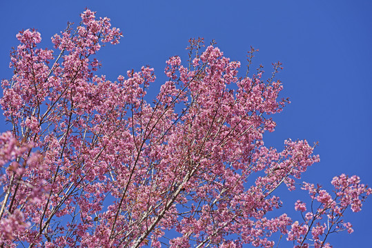 樱花树