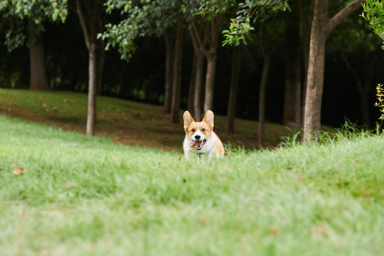 柯基犬