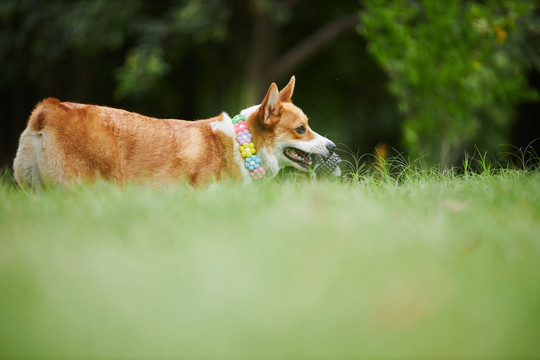 柯基犬