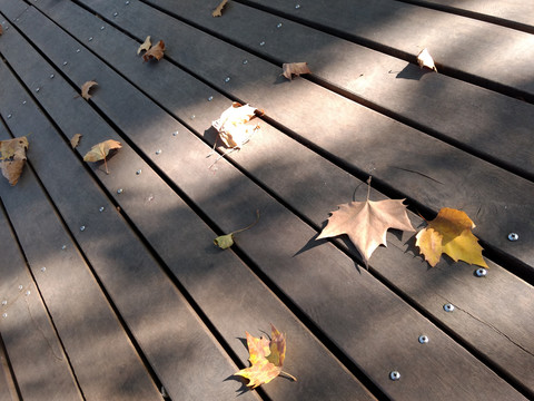 防腐木地板上的落叶