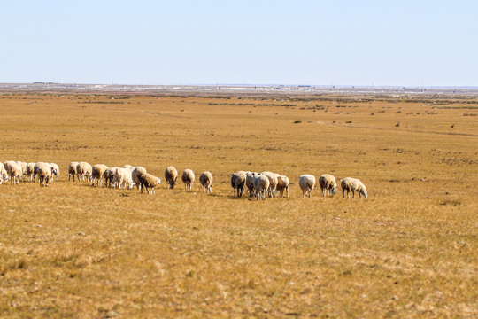 秋季草原绵羊