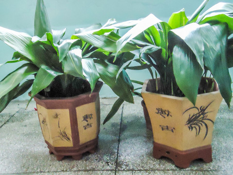 蜘蛛抱蛋