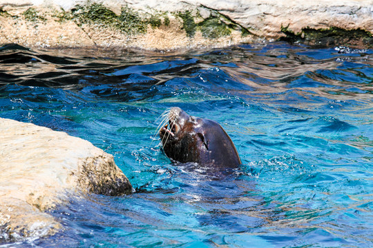 海洋公园海狮表演