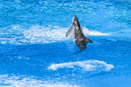 海洋公园海豚表演