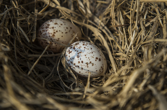 巢里的蛋