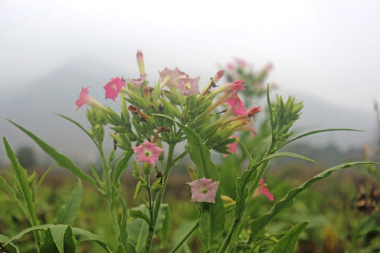 烟叶开花