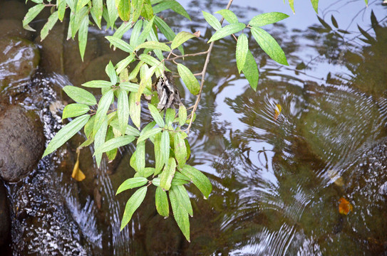 杜甫草堂浣花溪