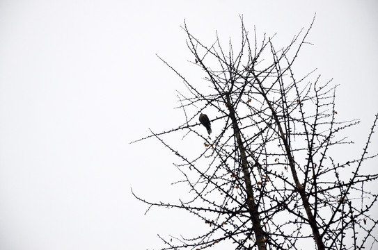 树木鸟雀
