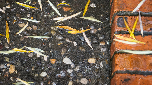 雨水冲刷满是落叶的地面