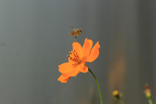 蜜蜂采粉