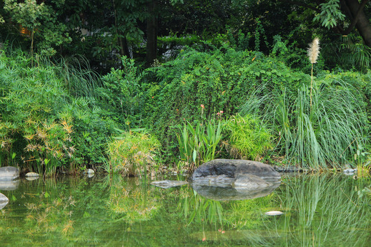 池塘边的绿色
