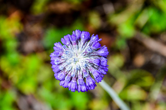 蓝花野茼蒿