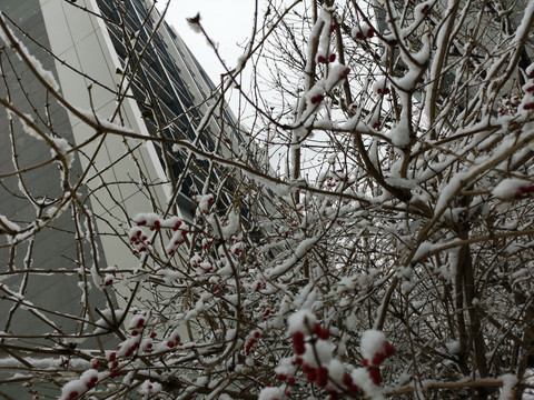 雪景树枝霜降树挂照片
