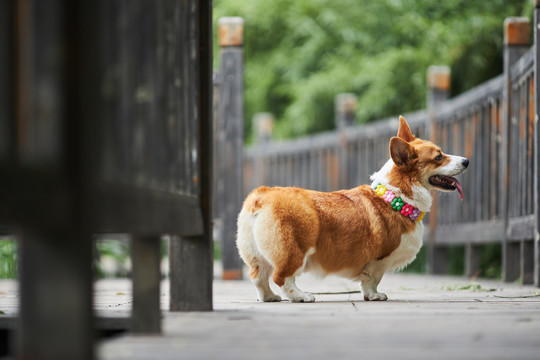 柯基犬