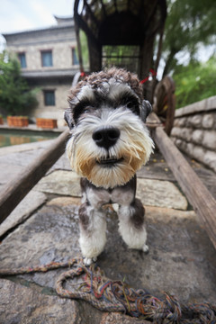 雪纳瑞梗犬