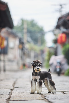 雪纳瑞梗犬