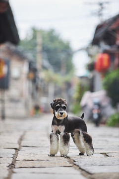 雪纳瑞梗犬