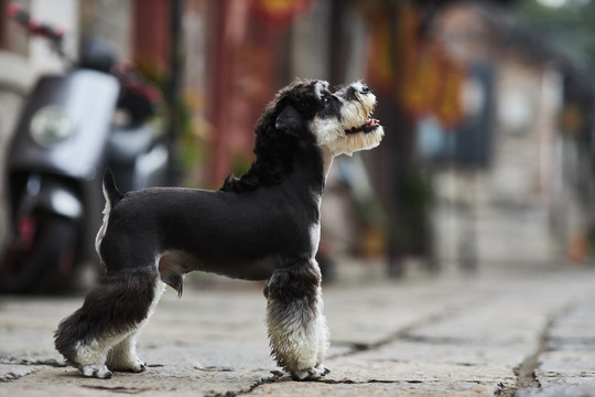 雪纳瑞梗犬