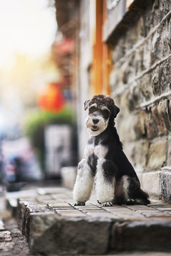 雪纳瑞梗犬