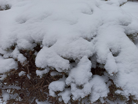 雪松