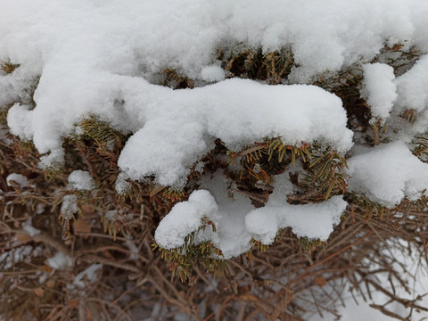 雪松