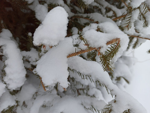 雪松