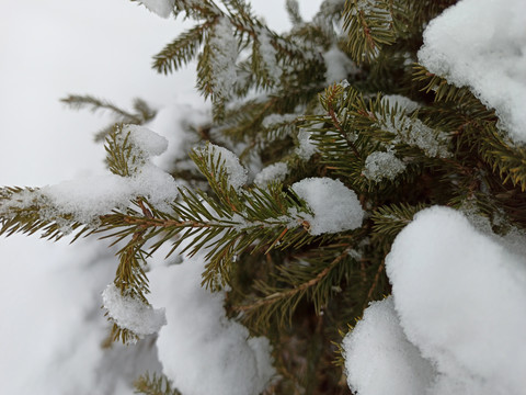 雪松