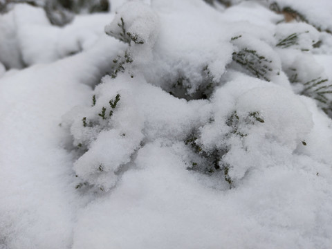 雪松