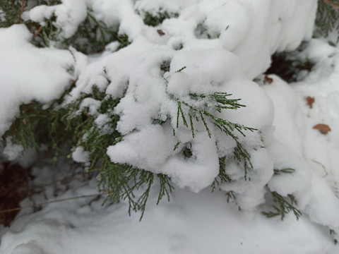 雪松