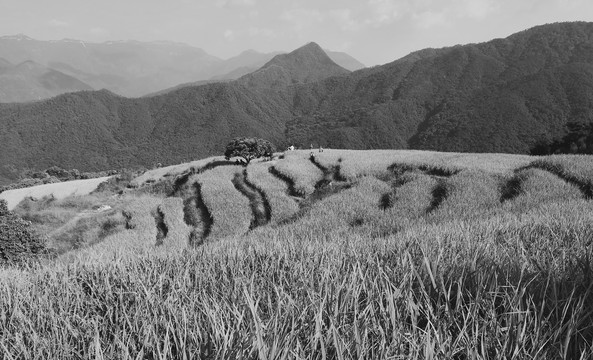 大山梯田黑白照