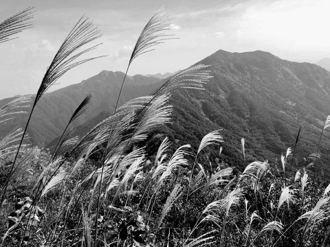 高山白芒黑白照