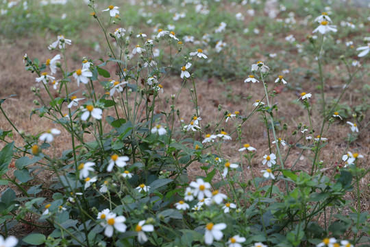 小白花