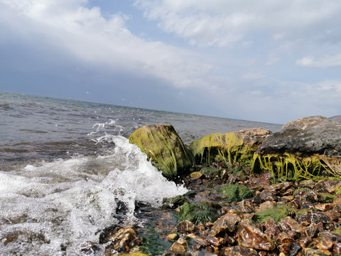 海边青苔水藻石头