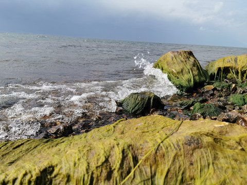 海边青苔水藻石头