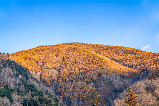 秋季蓝天下的有金色树叶山脉