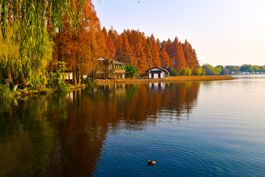 西湖秋景