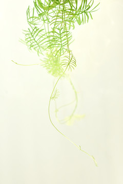 绿叶素材