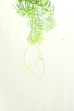 嫩芽