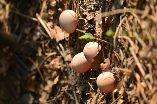灌木丛中的鸡蛋
