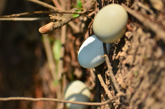 灌木丛中的土鸡蛋和绿壳蛋
