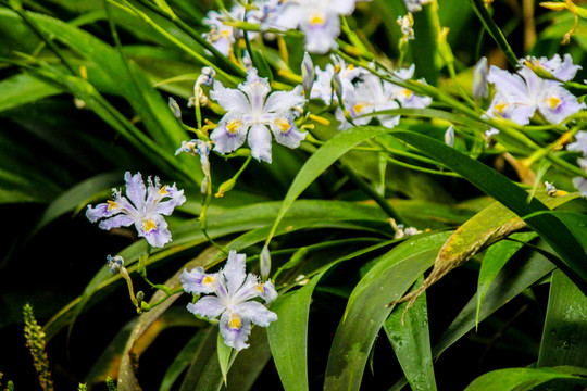 蝴蝶花鸢尾