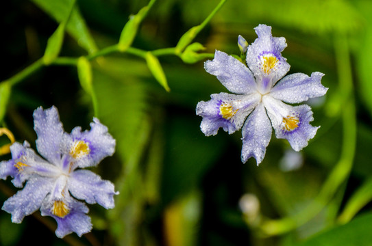 蝴蝶花鸢尾