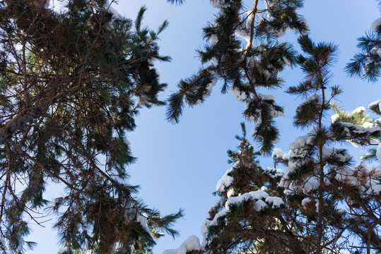 围拢在一起覆盖积雪的松枝