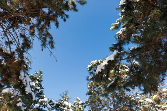 围拢一圈的蓝天下的积雪松枝