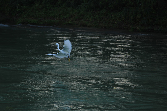 水中捕食的白鹭