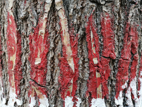 树皮树木纹理木纹