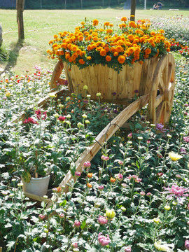 菊花汇