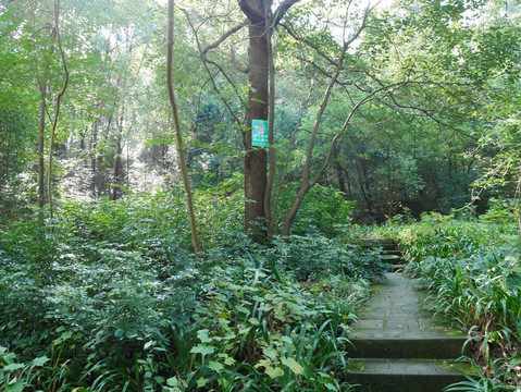 林间小路