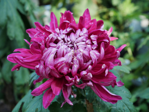 紫菊